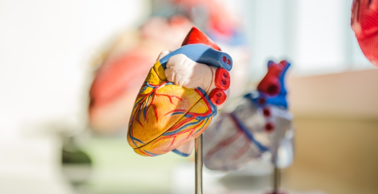 Novo estudo avança que doenças cardíacas podem acelerar o declínio cognitivo